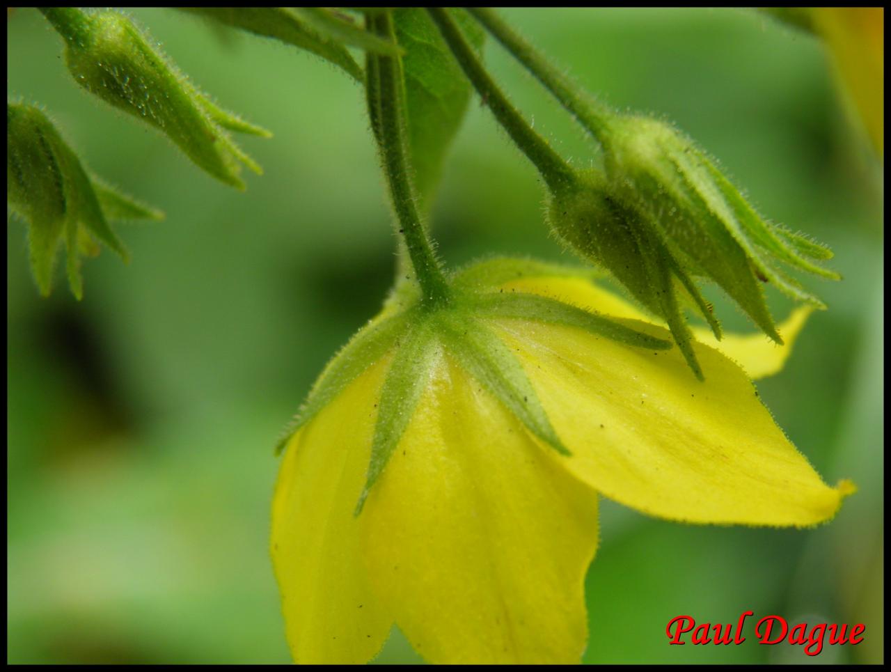 lysimaque ponctuée-lysimachia punctata-primulacée