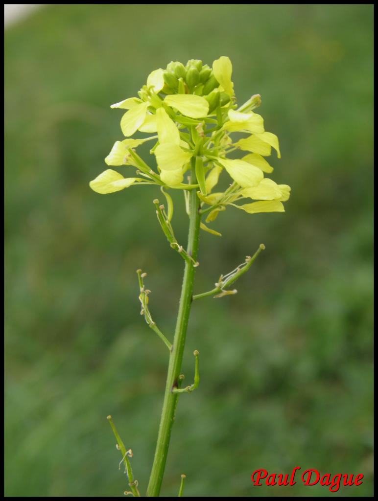 moutarde des champs-sinapis arvensis-brassicacée