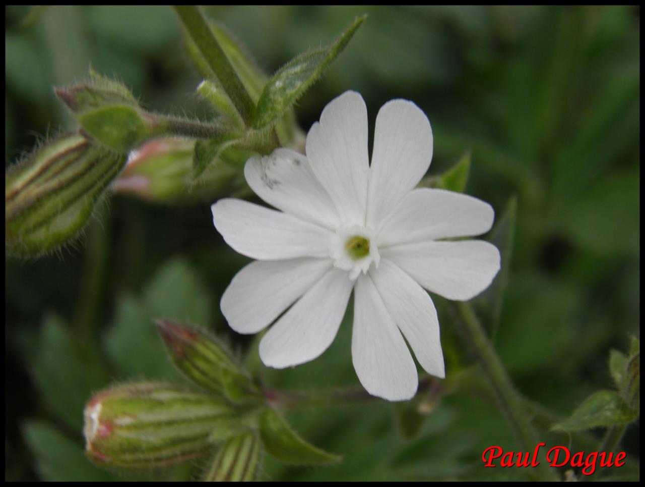 compagnon blanc-silene latifolia-caryophyllacée