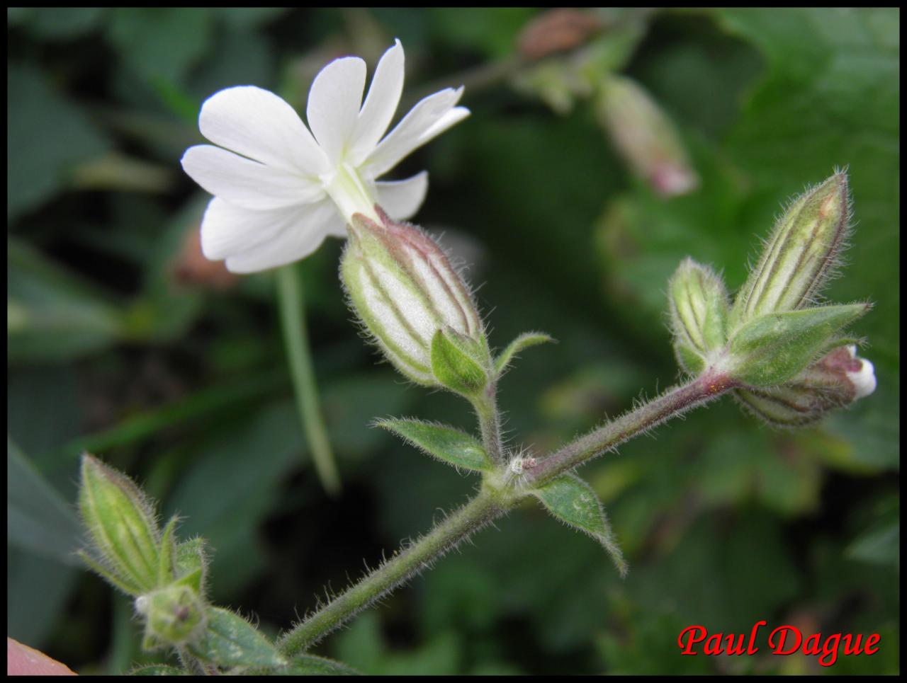 compagnon blanc-silene latifolia-caryophyllacée