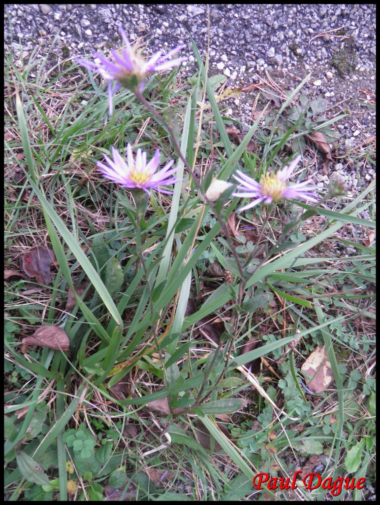 aster des Alpes-aster alpinus-astéracée