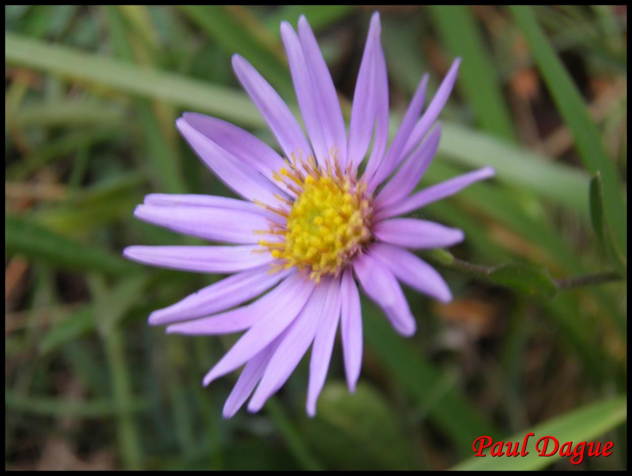 aster des Alpes-aster alpinus-astéracée