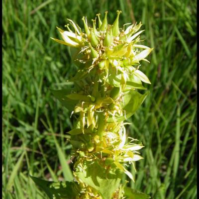 fleurs jaunes à 5 pétales