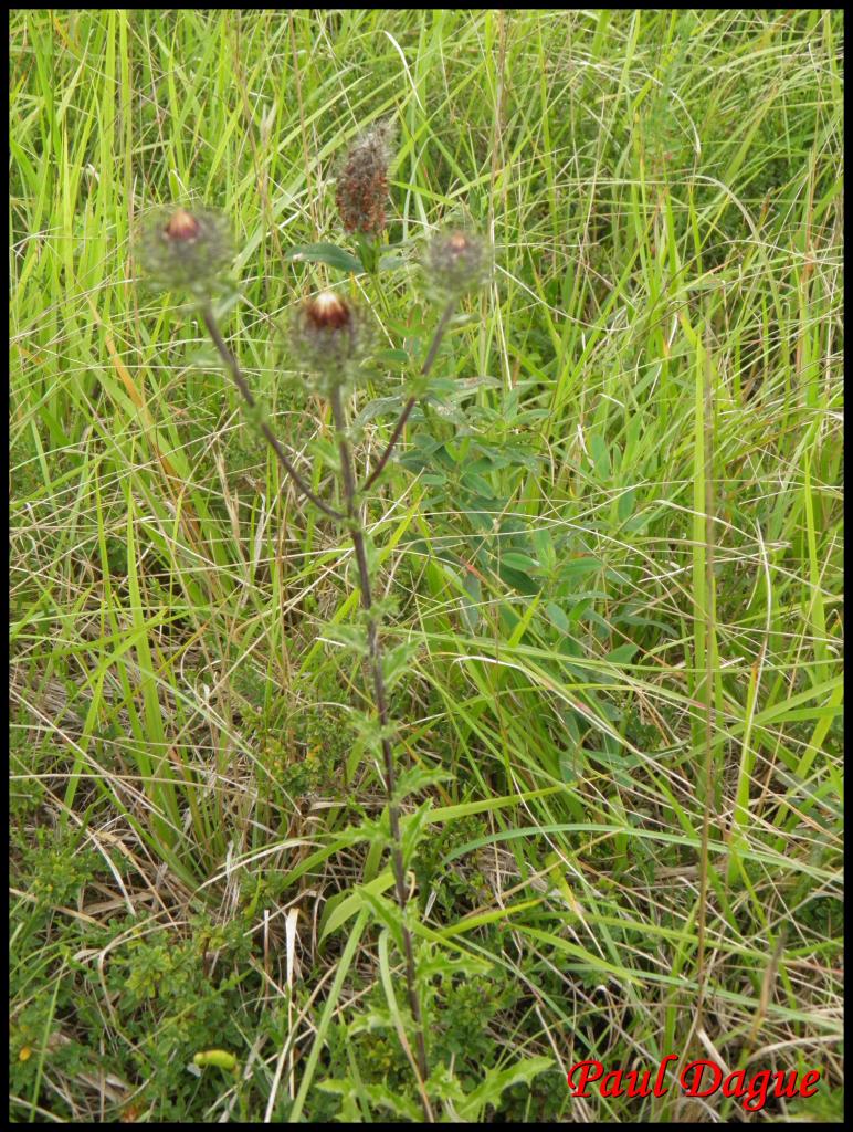 carline commune-carlina vulgaris-astéracée