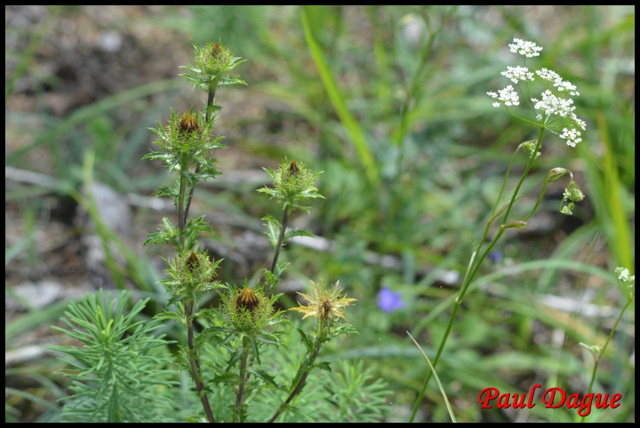 carline commune-carlina vulgaris-astéracée