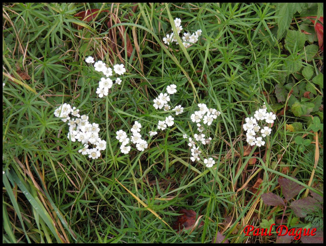 herbe à eternuer-achillea ptarmica-astéracée