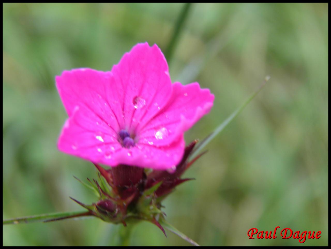 oeillet des chartreux-dianthus carthusianorum-caryophyllacée