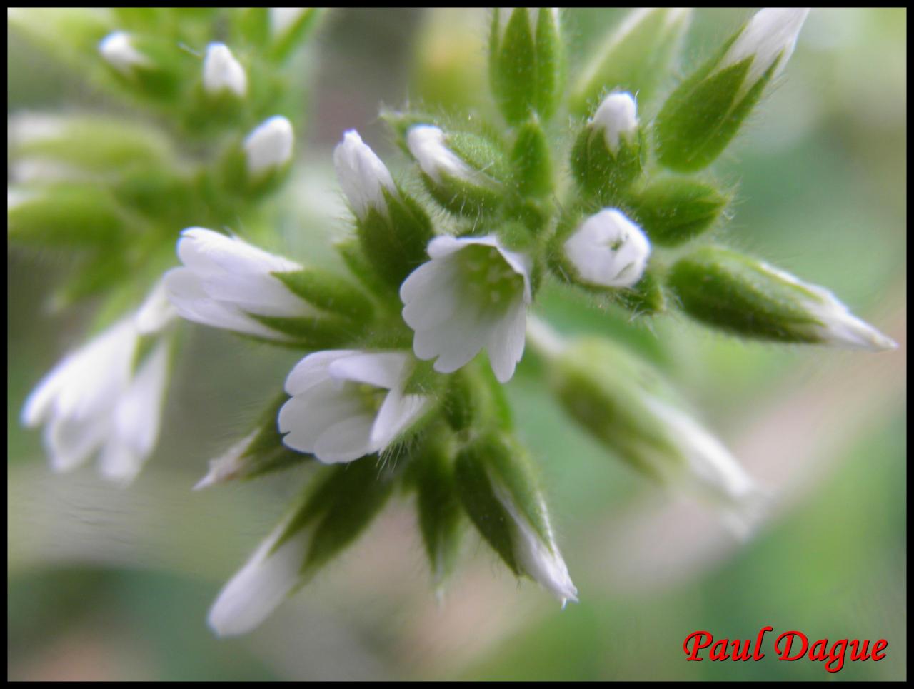 ceraiste aggloméré-cerastium glomeratum-caryophyllacée