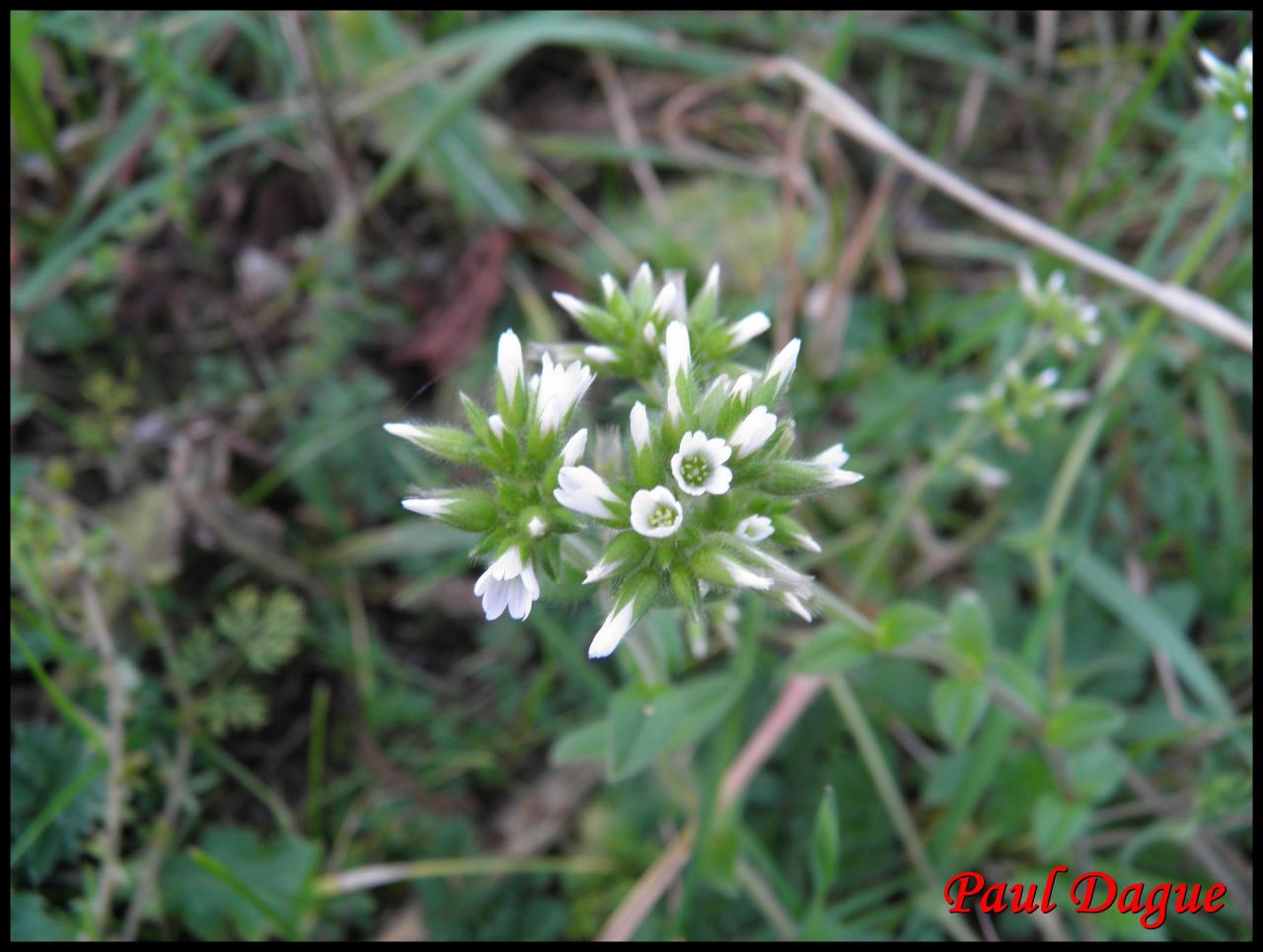 ceraiste aggloméré-cerastium glomeratum-caryophyllacée