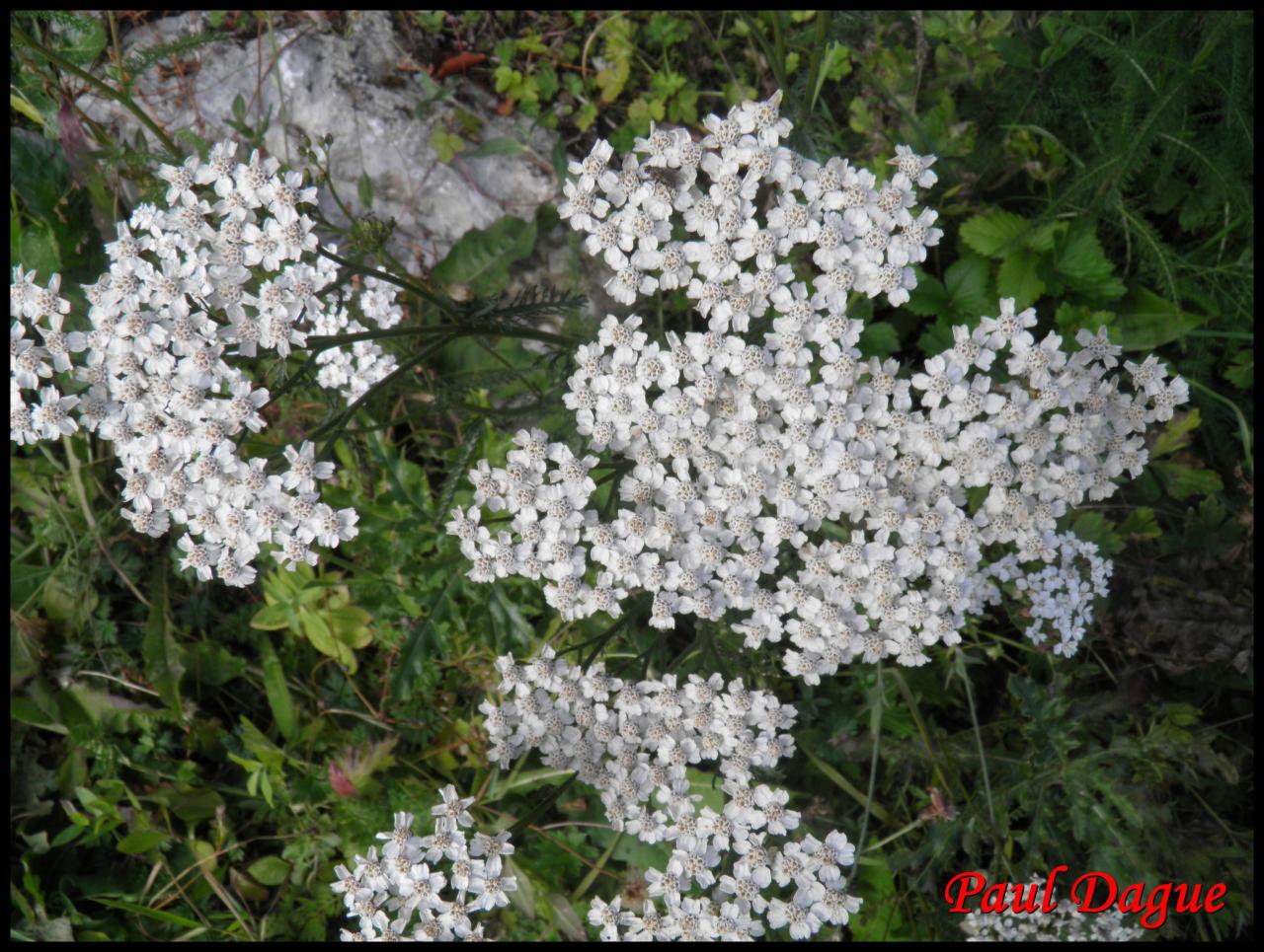 saigne-nez-achillea millefolium-astéracée