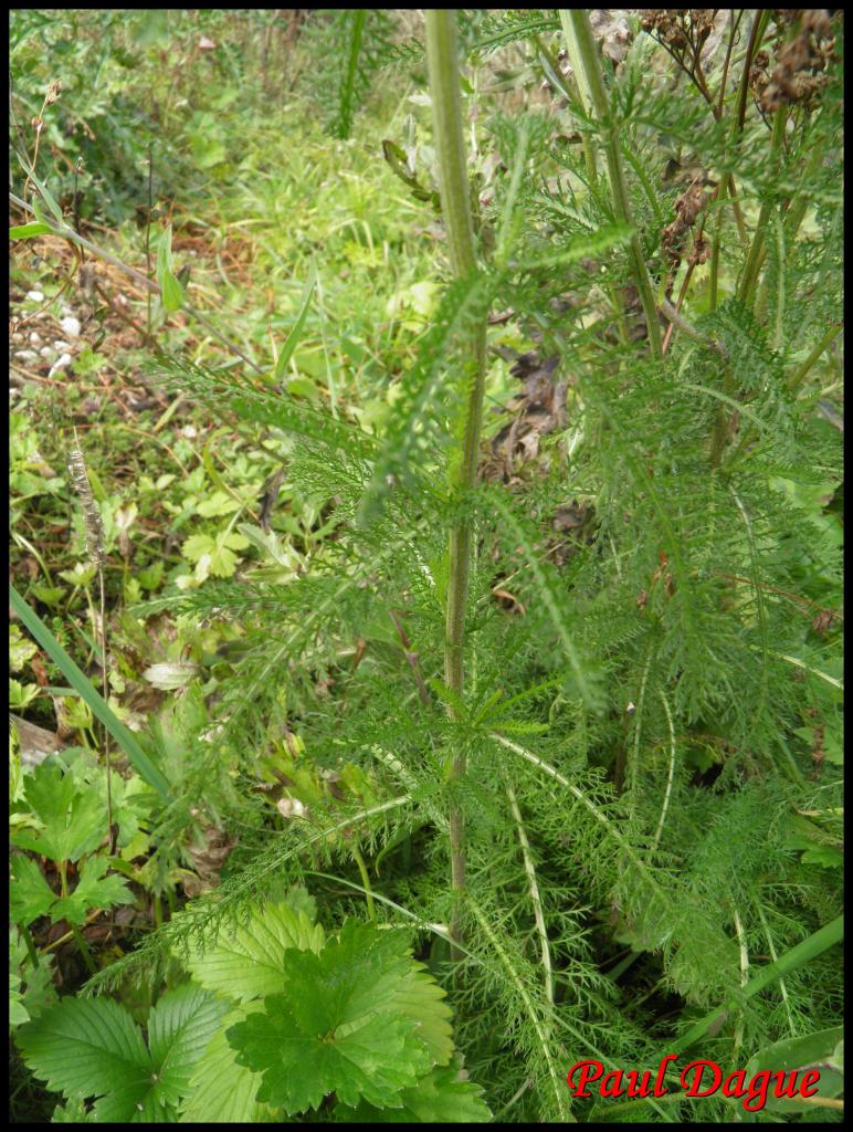 saigne-nez-achillea millefolium-astéracée