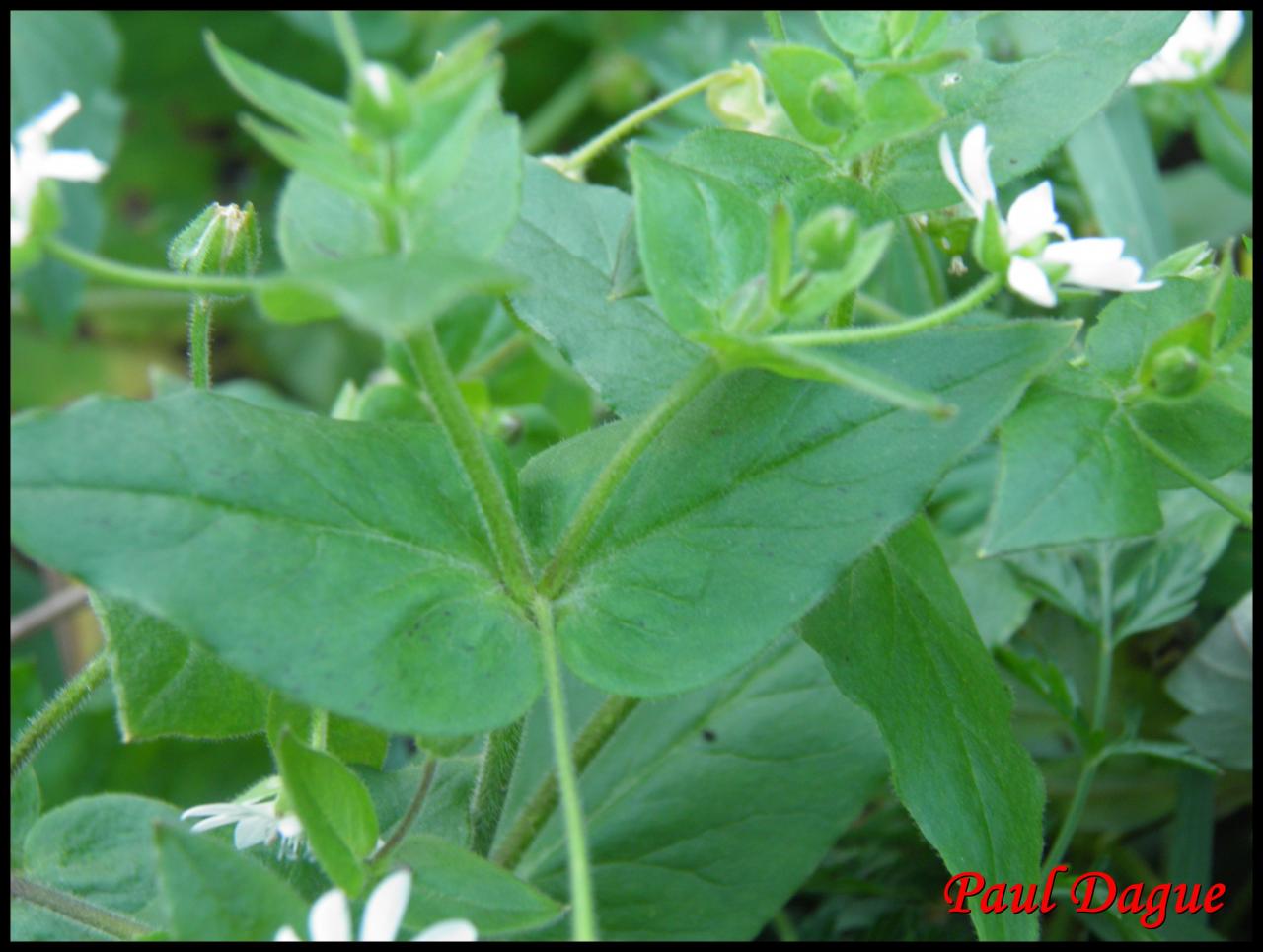 malachie aquatique-myosoton aquaticum-caryophylacée