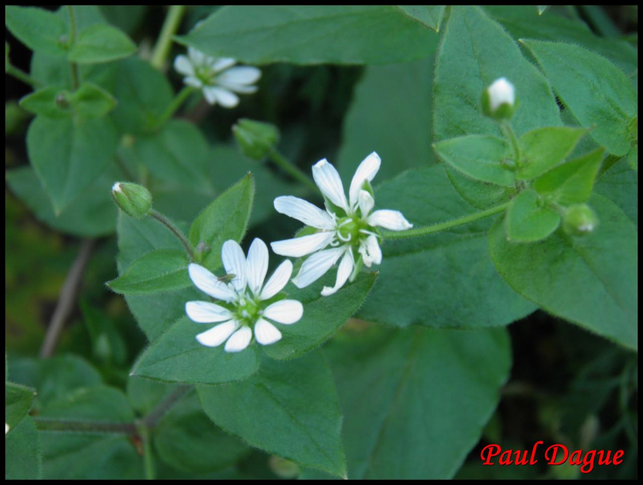 malachie aquatique-myosoton aquaticum-caryophylacée