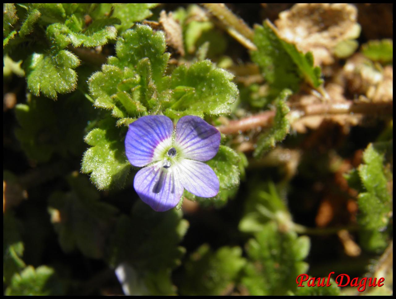 véronique de Perse-veronica persica-scrophulariacée