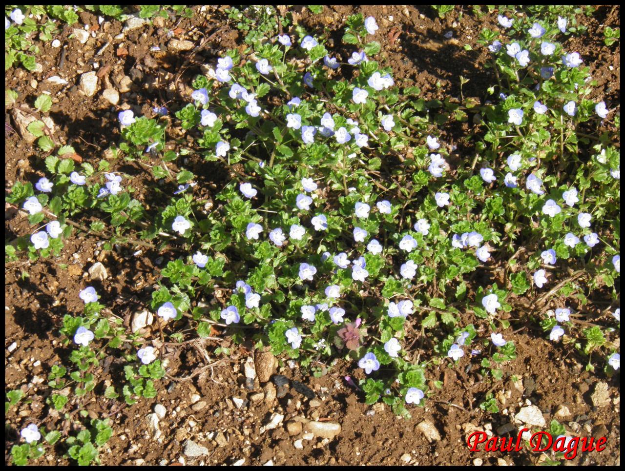 véronique de Perse-veronica persica-scrophulariacée