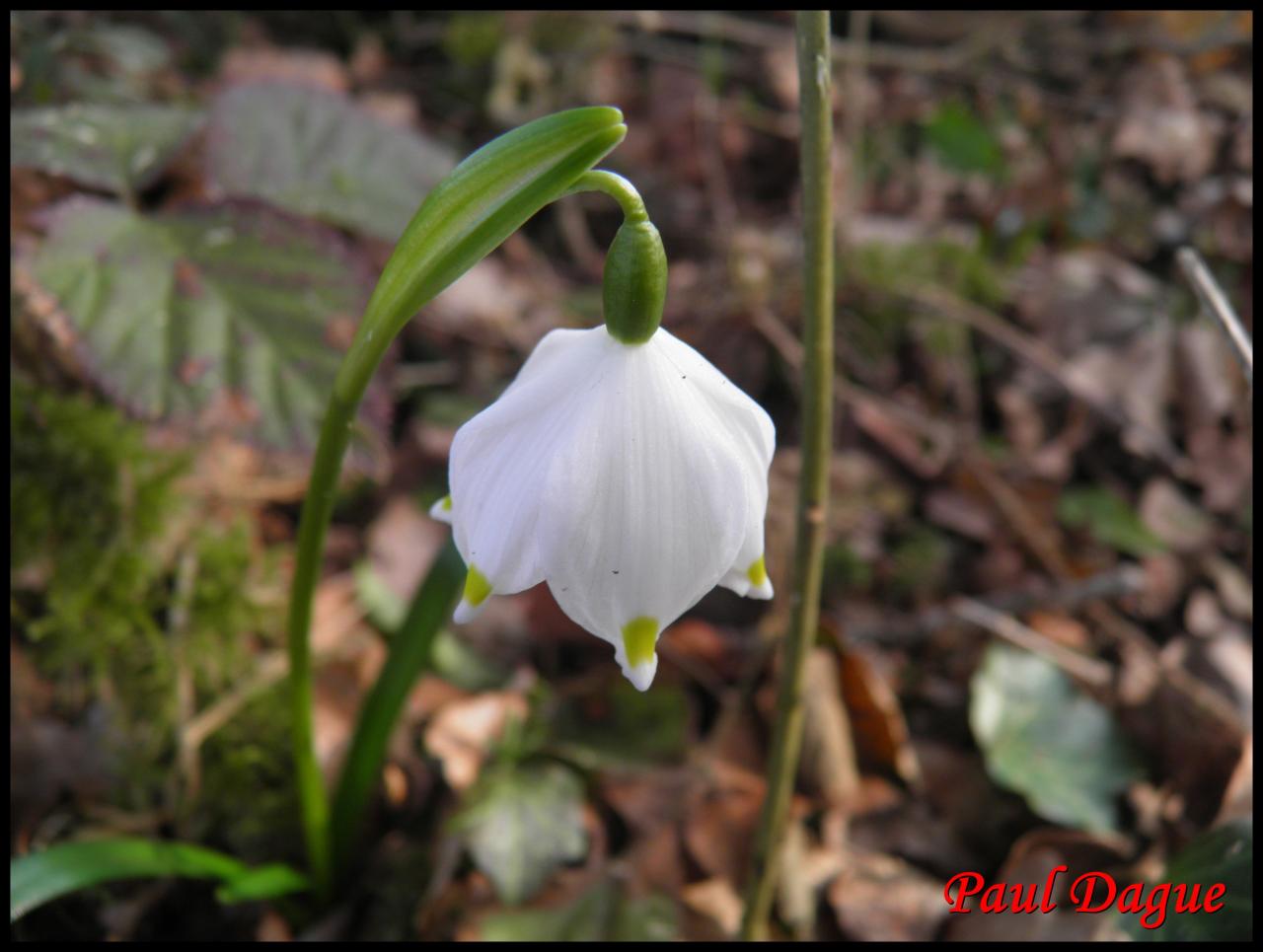 nivéole du printemps-leucojum vernum-amaryllidacée