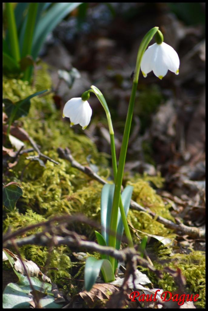 nivéole du printemps-leucojum vernum-amaryllidacée