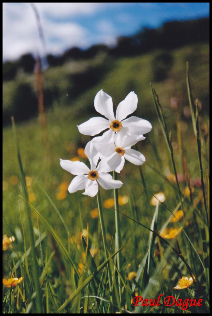 narcisse des poètes-narcissus poeticus-amaryllidacée