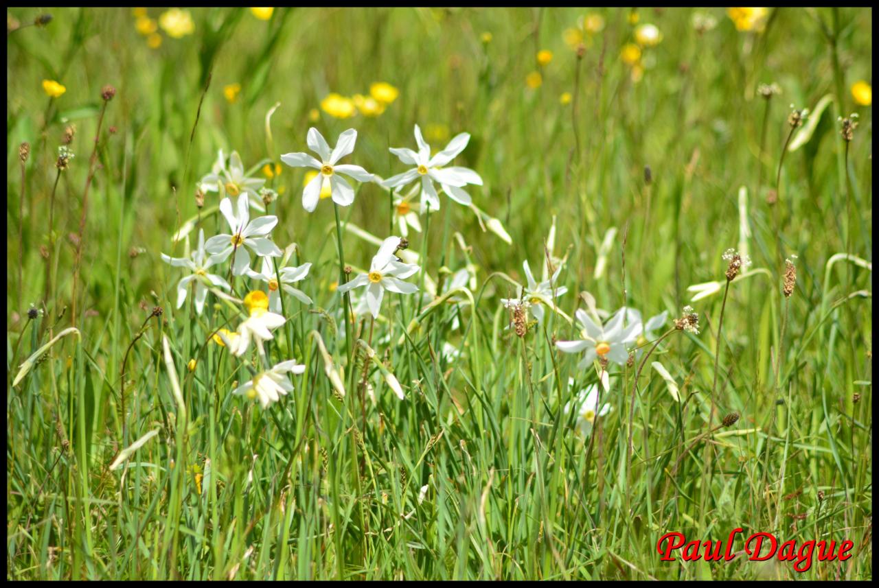 narcisse des poètes-narcissus poeticus-amaryllidacée