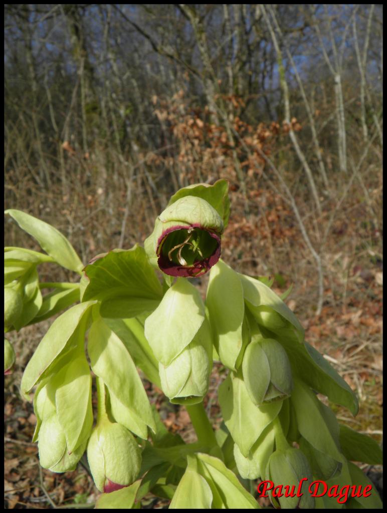 héllébore fétide-helleborus foetidus-ranunculacée