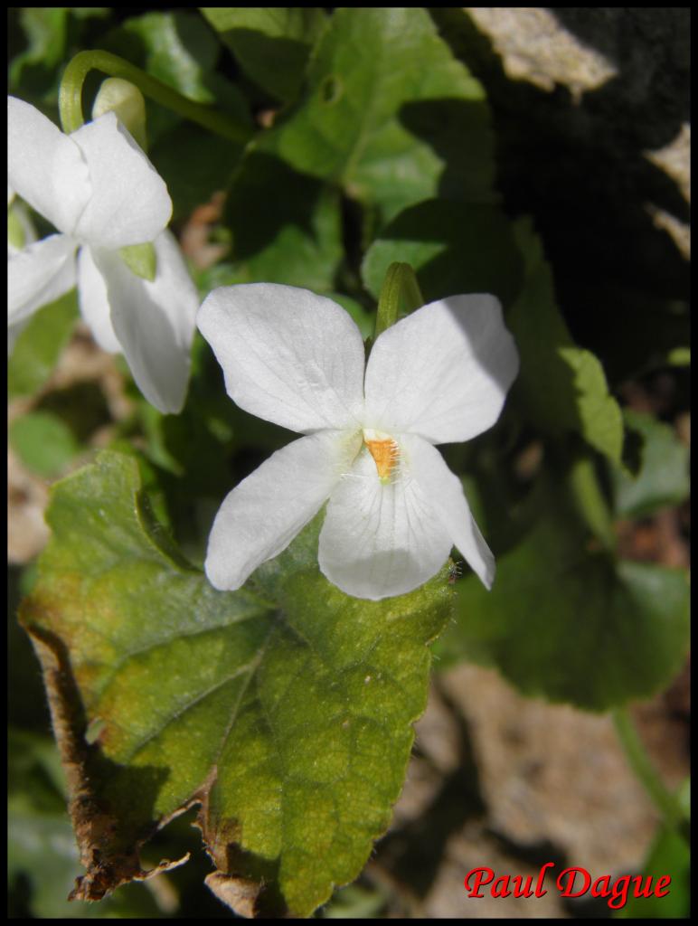 violette blanche-viola alba-violacée