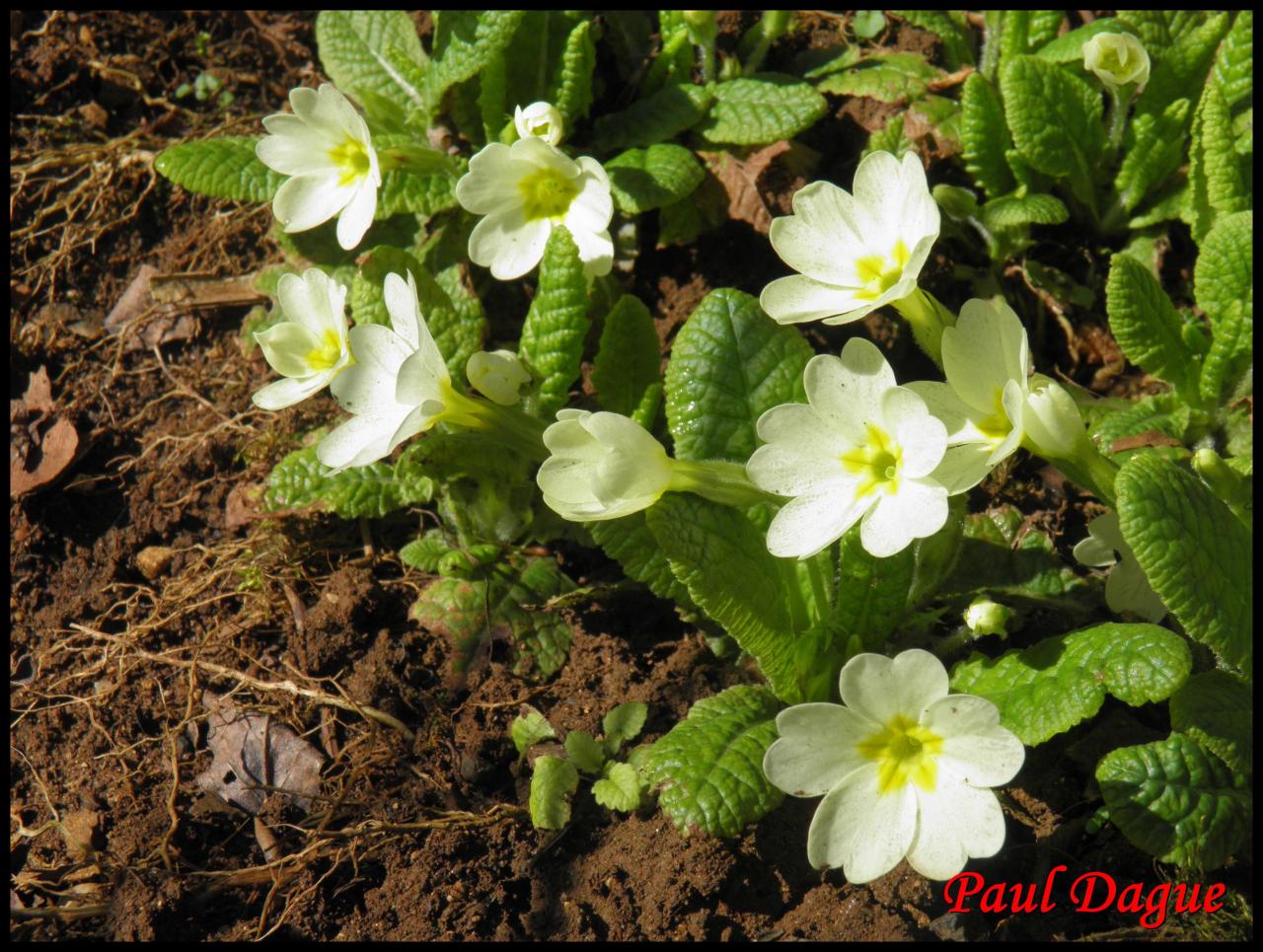 primevère acaule-primula vulgaris-primulacée