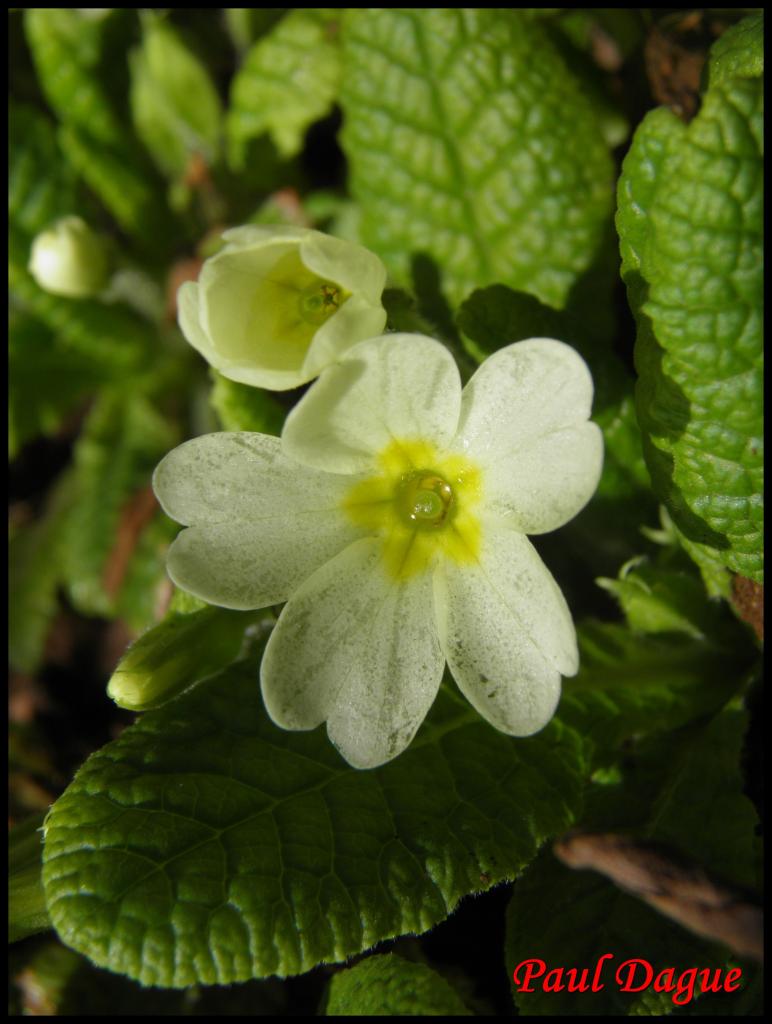 primevère acaule-primula vulgaris-primulacée