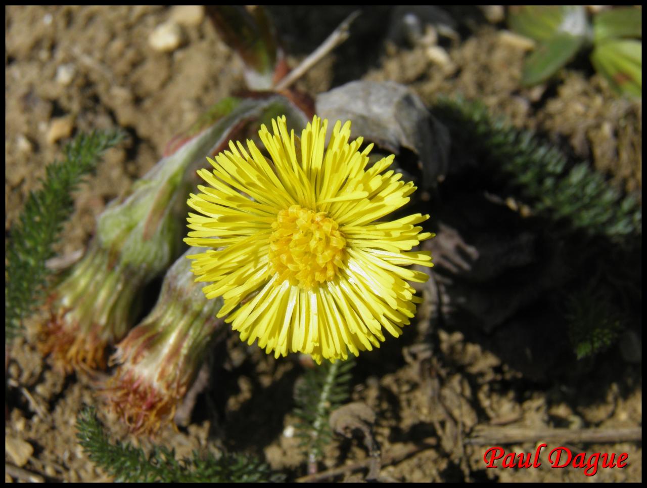 tussilage pas d'ane-tussilago farfara-astéracée