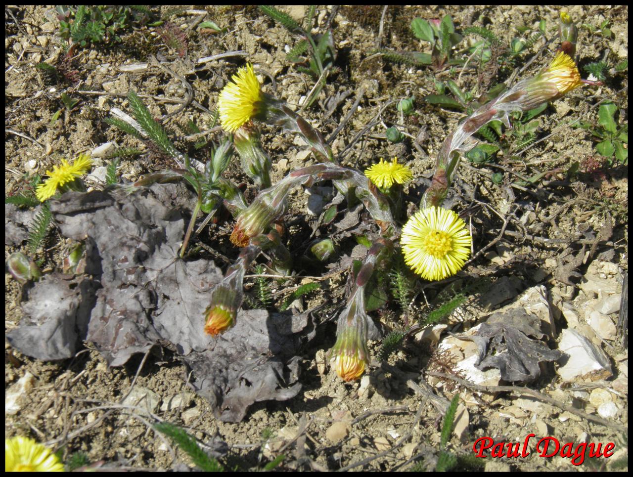 tussilage pas d'ane-tussilago farfara-astéracée