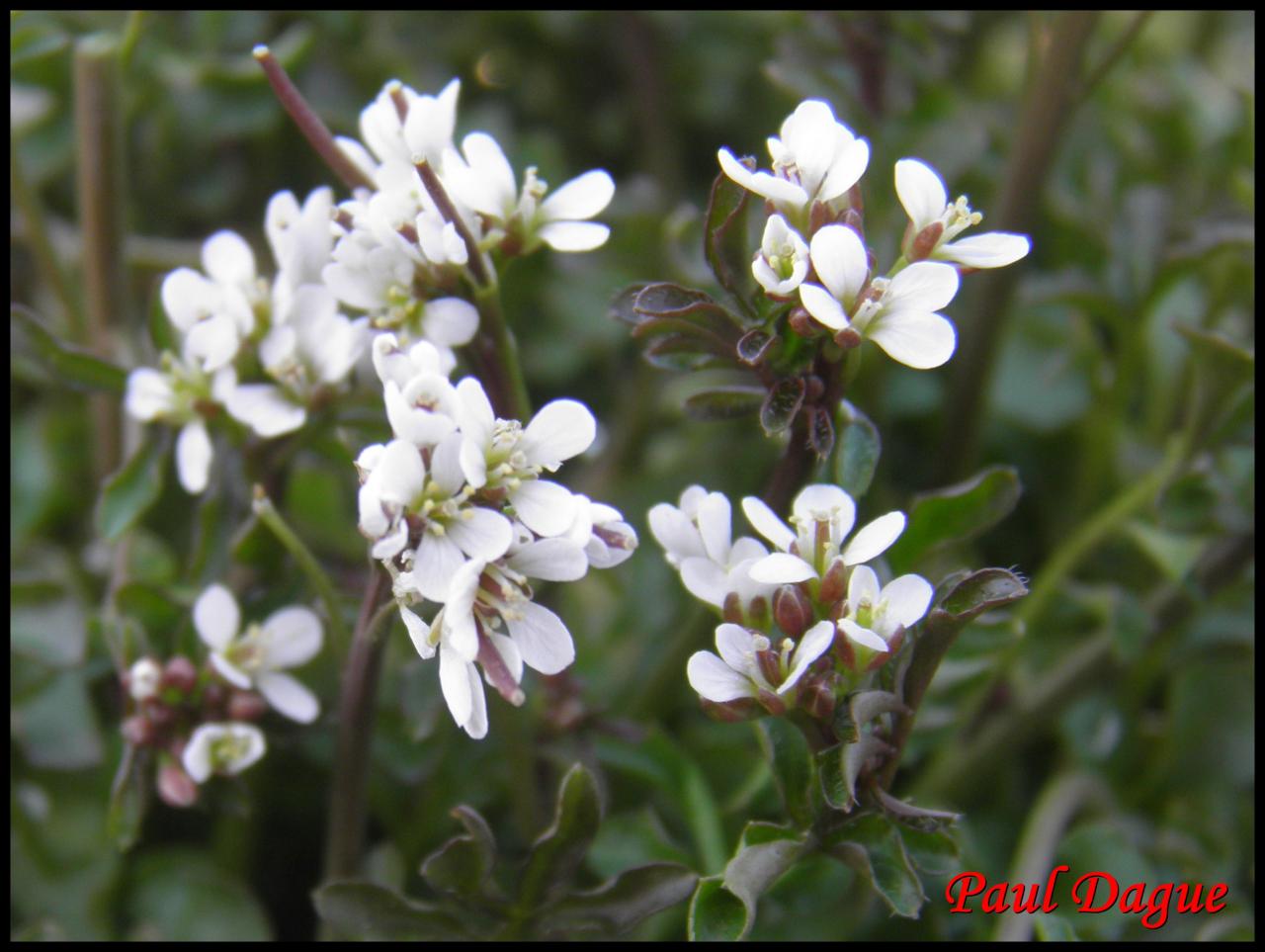 cardamine hirsuta-cardamine hirsuta-brassicacée