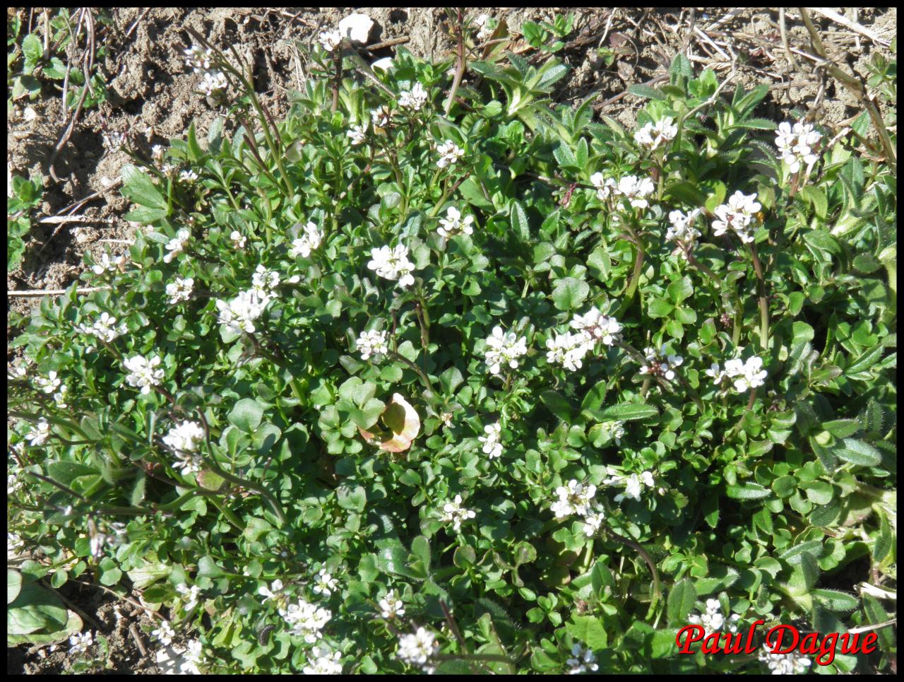 cardamine hirsuta-cardamine hirsuta-brassicacée