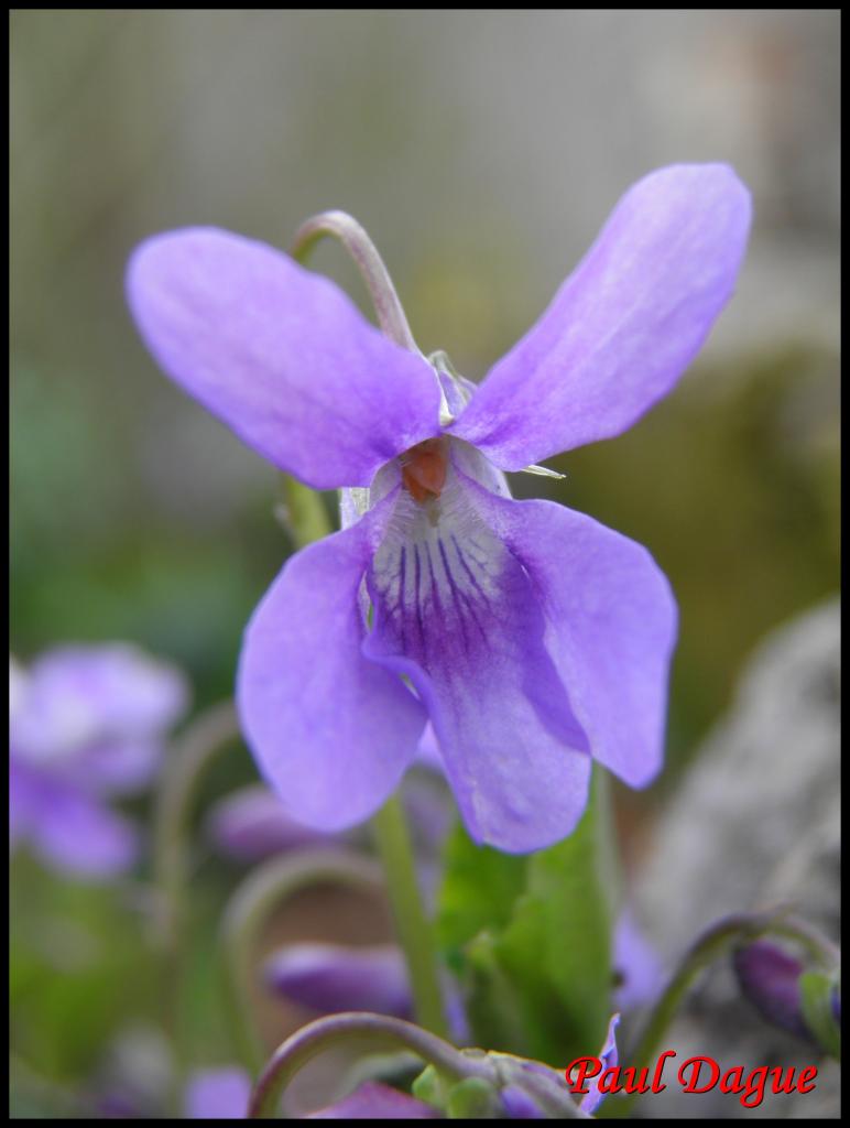 violette odorante-viola odorata-violacée