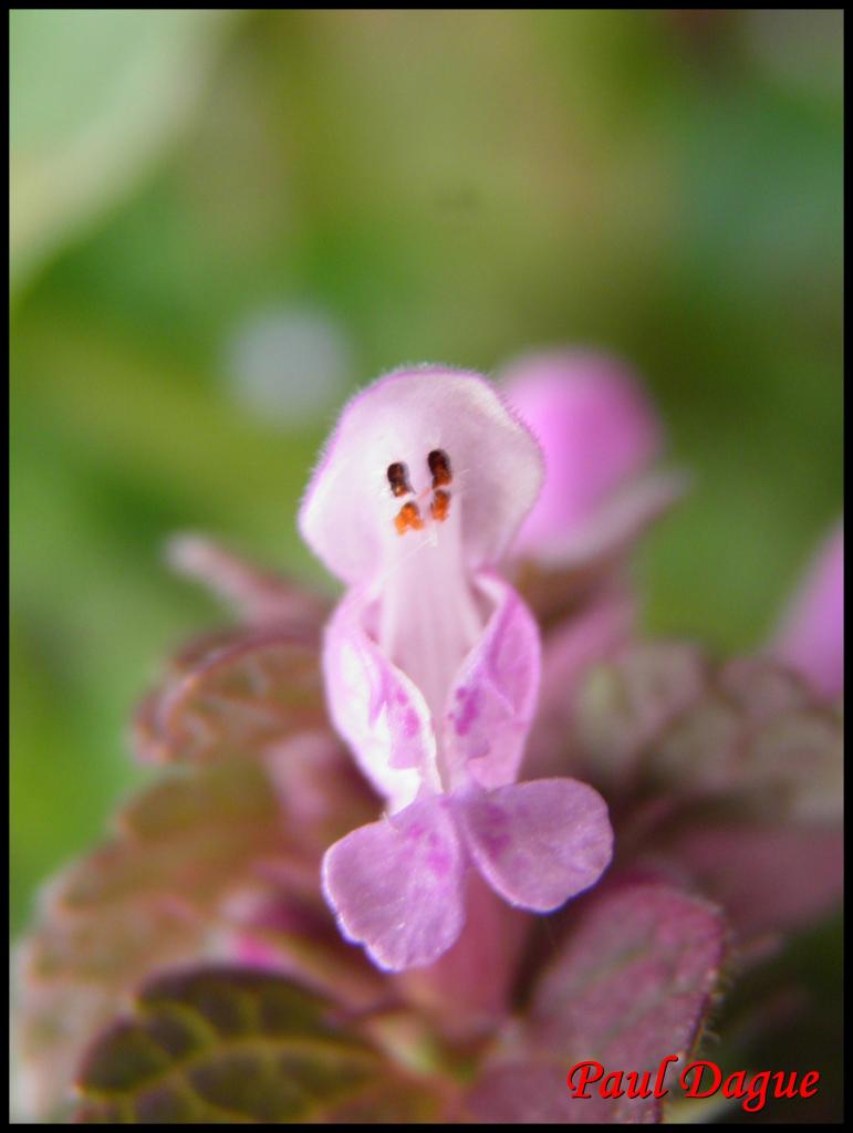 lamier pourpre-lamium purpureum-lamiacée