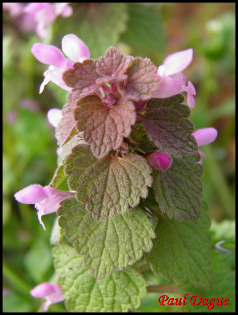 lamier pourpre-lamium purpureum-lamiacée