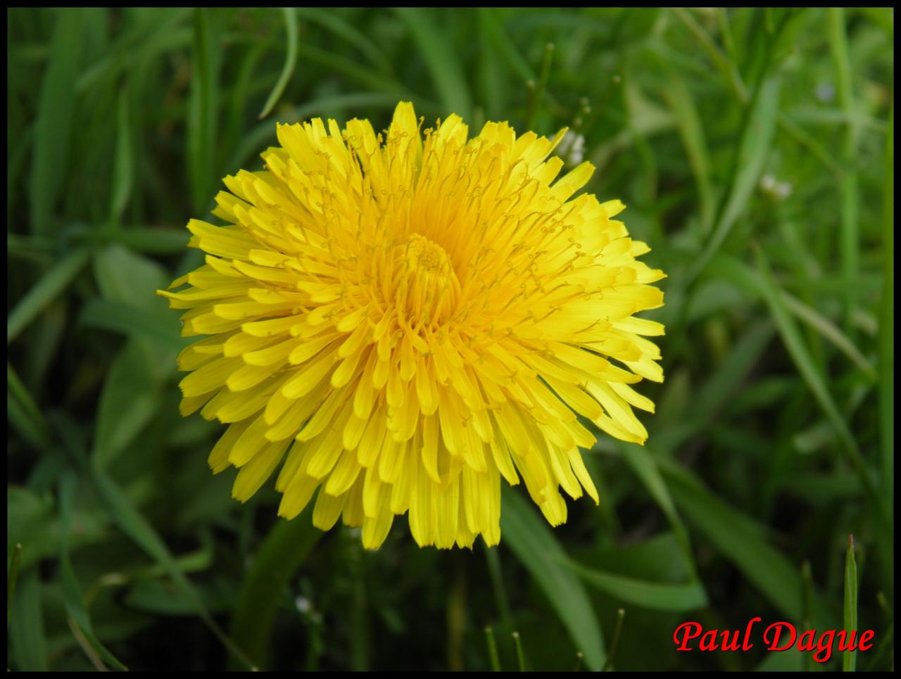 pissenlit officinal-taraxacum campylodes-astéracée