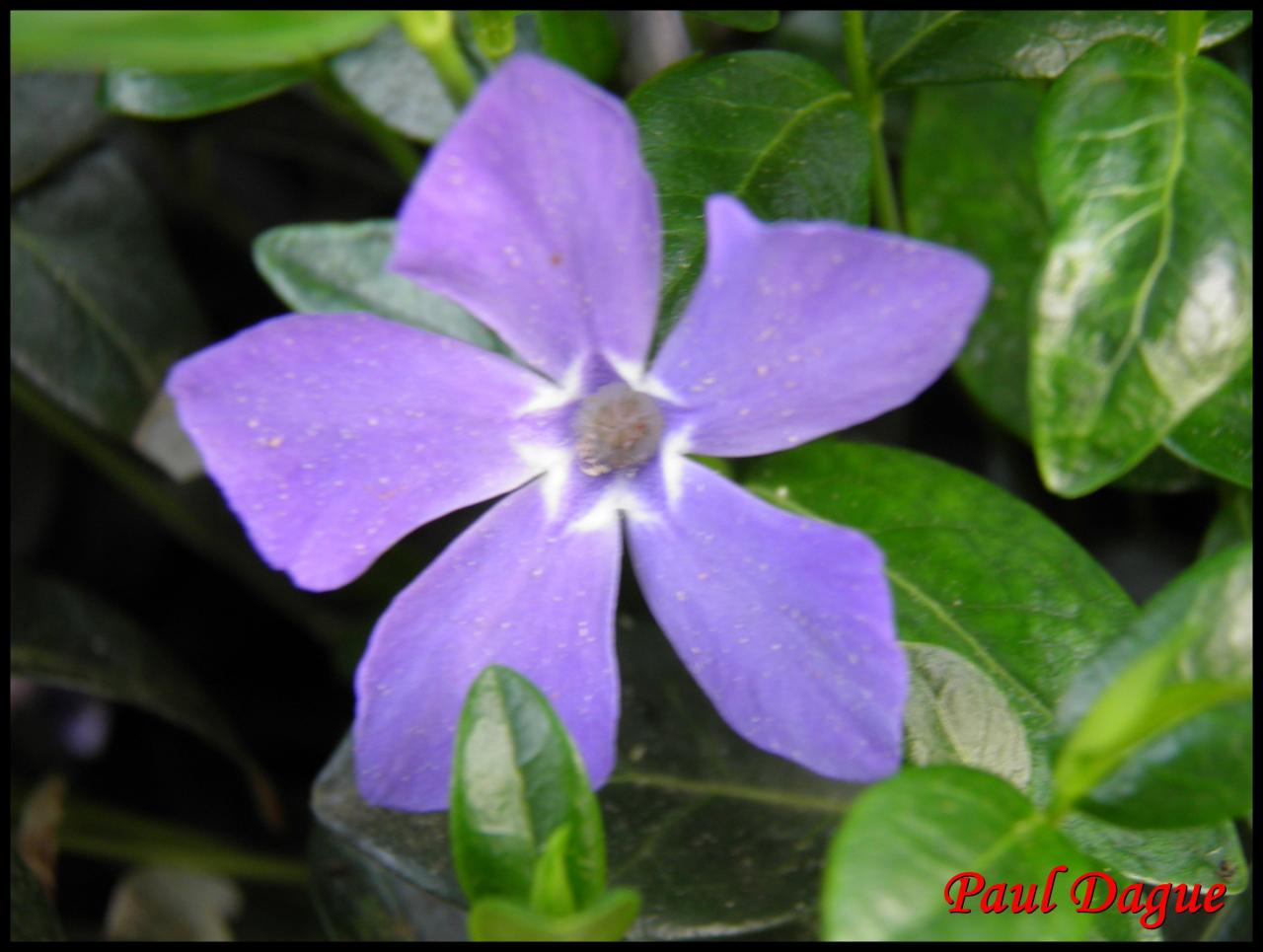 pervenche-vinca major-apocynacée