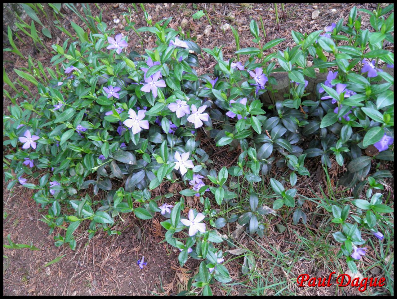 pervenche-vinca major-apocynacée