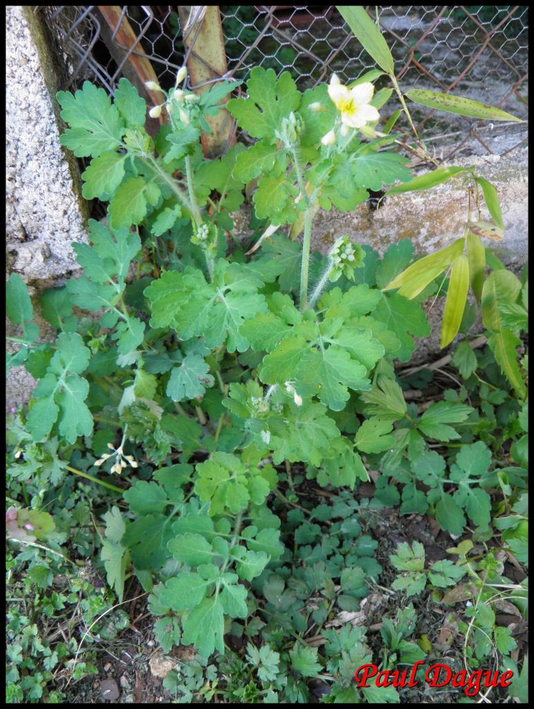 herbe aux verrues-chelidonium majus-papaveracée