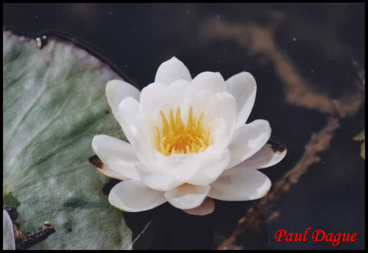 nénuphar blanc-nymphaea alba-nympheacée