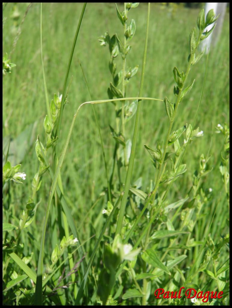 grémil officinal-lithospermum officinale-boraginacée