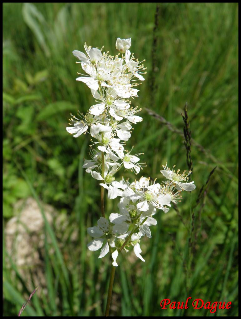 filipendule à 6 pétales-filipendula vulgaris-rosacée