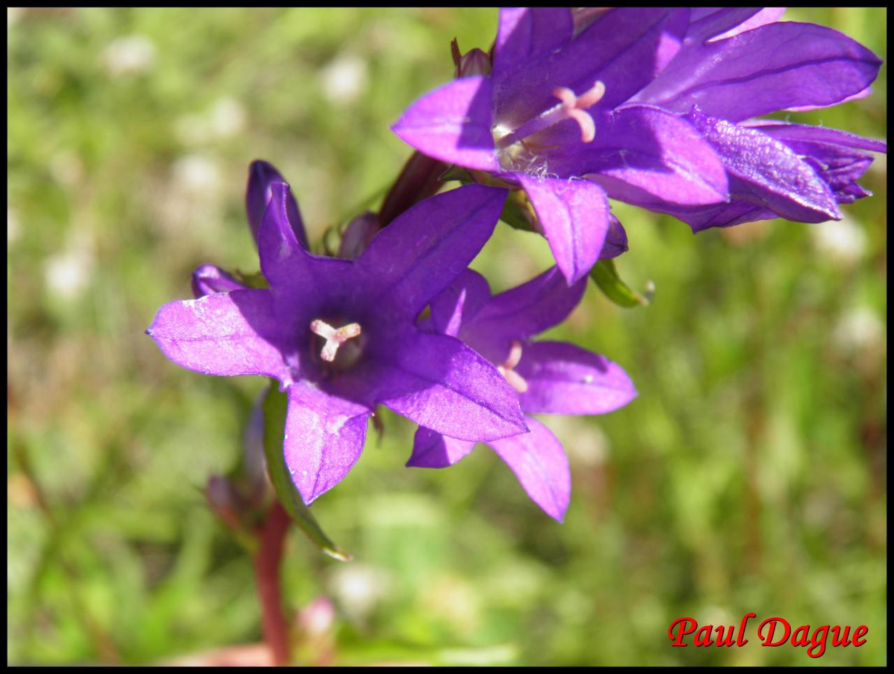 campanule agglomérée-campanula glomerata-campanulacée