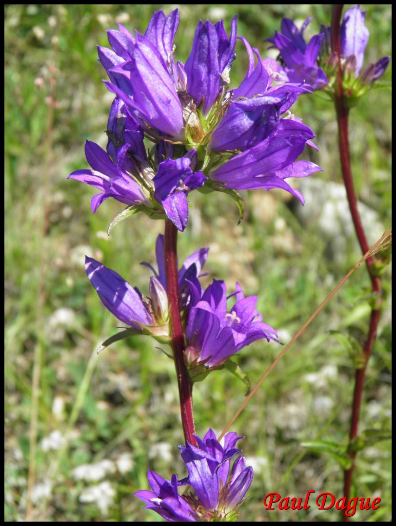 campanule agglomérée-campanula glomerata-campanulacée