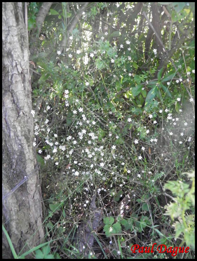 stellaire graminée-stellaria graminea-caryophylacée