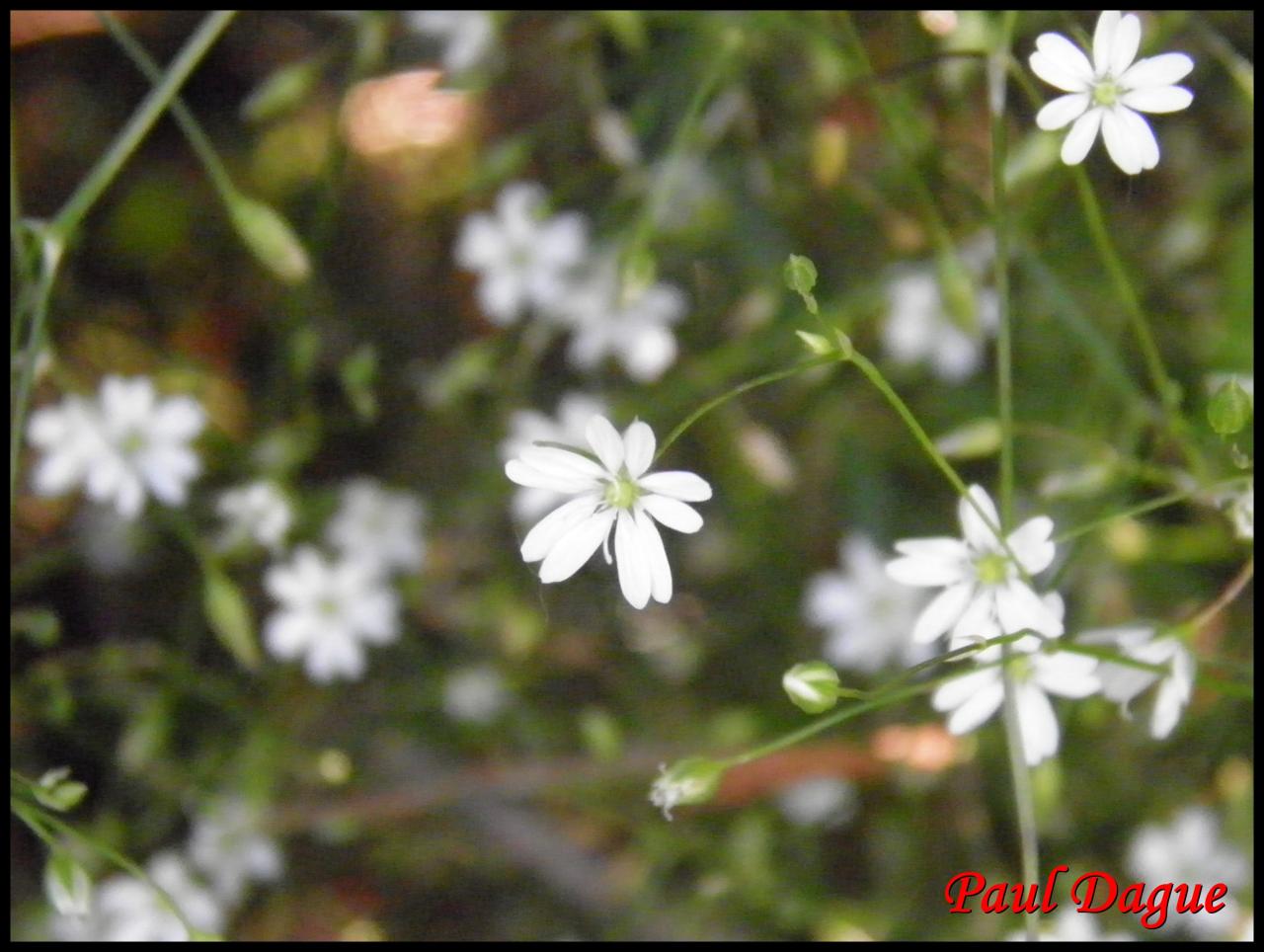 stellaire graminée-stellaria graminea-caryophylacée