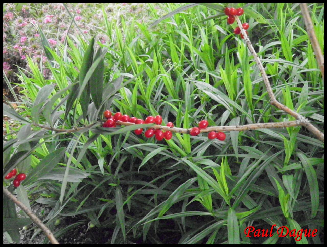 bois joli-daphne mezereum-thymélacée