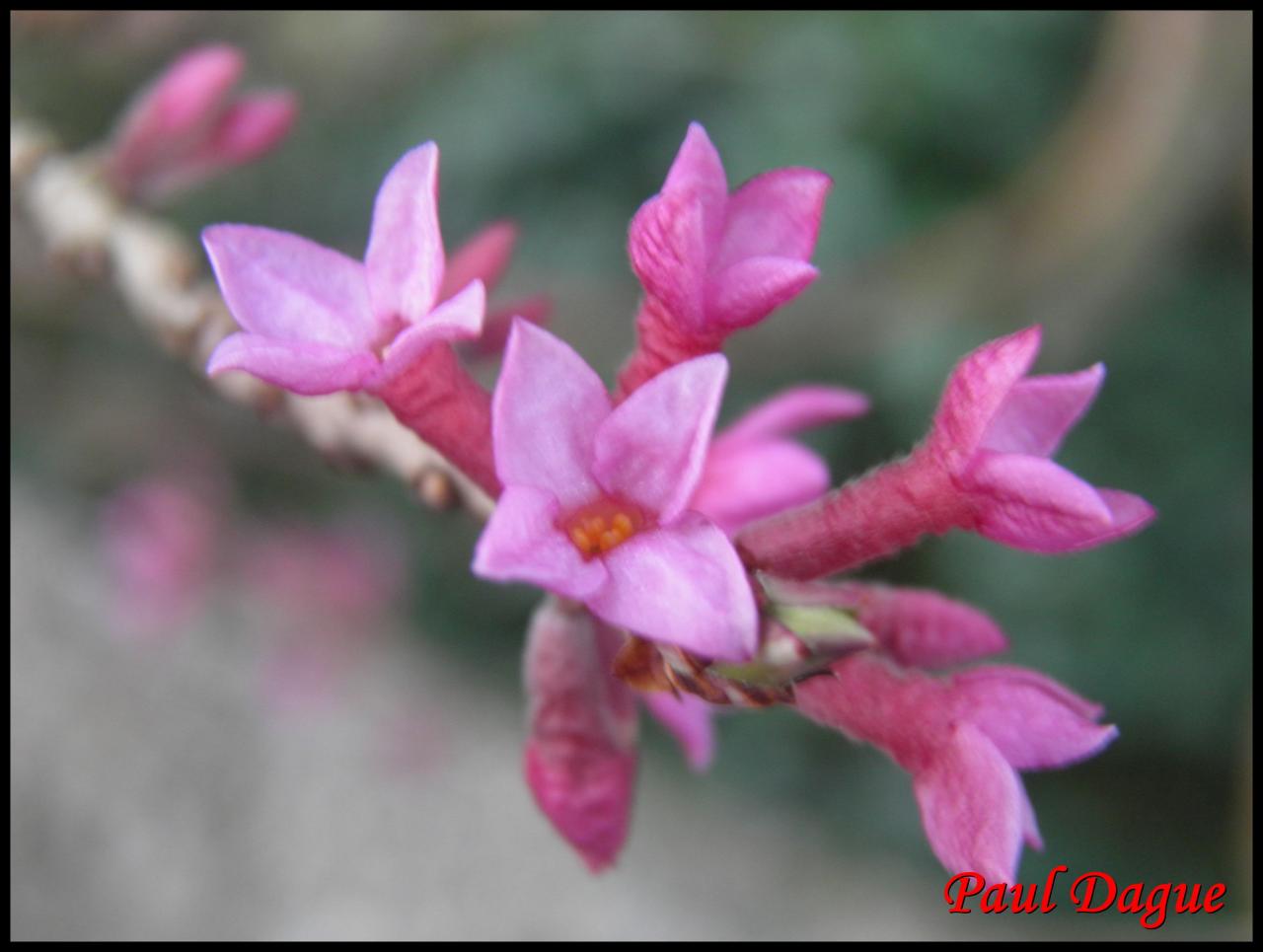 bois joli-daphne mezereum-thymélacée