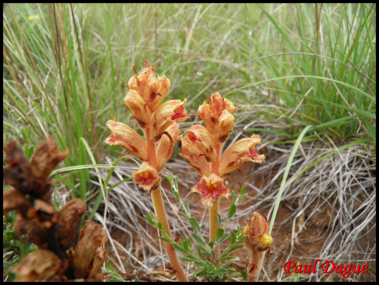 orobanche grêle-orobanche gracilis-orobanchacée