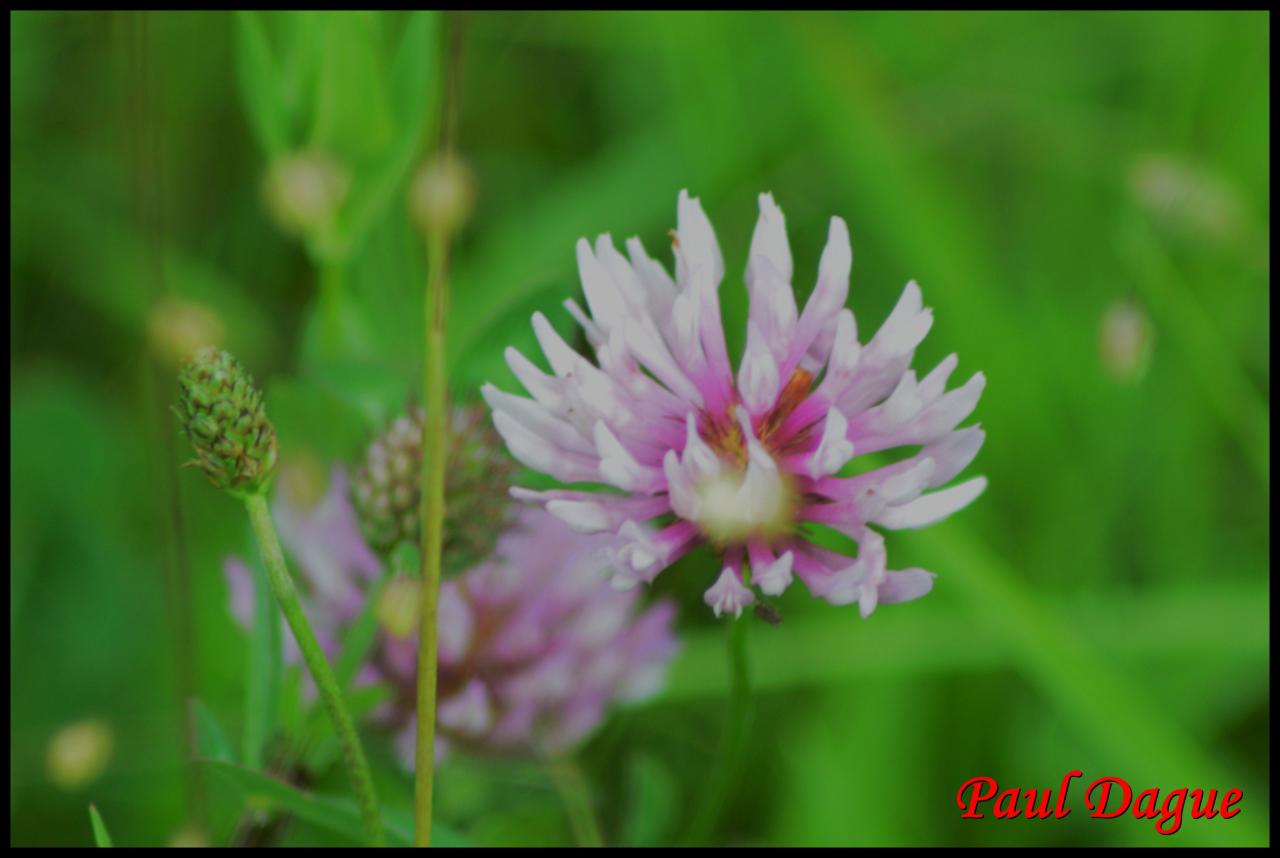 trèfle des prés-trifolium pratense-fabacée