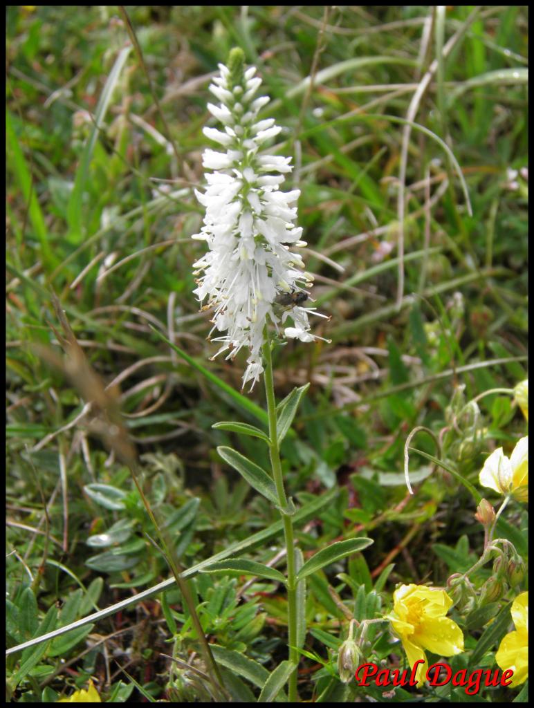 véronique en épi-veronica spicata-scrophulariacée